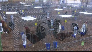 Bred To Kill: How breeders are cashing in on cockfighting in East Texas