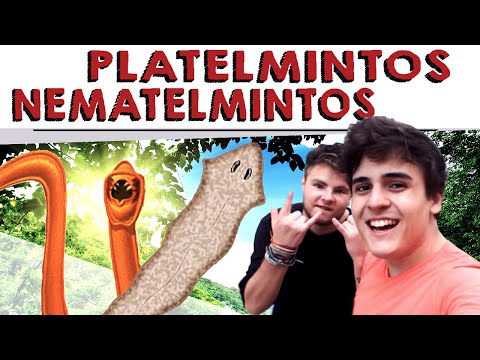 Platelmintos e Nematelmintos | PARÓDIA - Am I Wrong (Nico & Vinz)