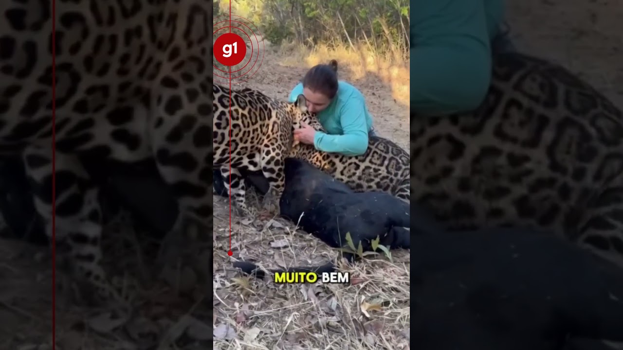 Bióloga abraça onças durante passeio em Goiás #g1 #noticias