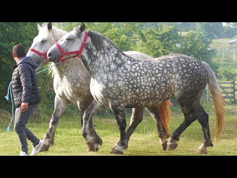 Caii lui Mircea Stăncoiu de la Alba Iulia 2022