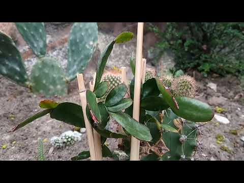 Kaktusiarnia przegląd 2019r. Skalniak i parapet. Jak w kaktusy? odcinek 04