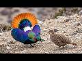 Himalayan Monal 210 Days From Egg To Survivor Born On Cliffs