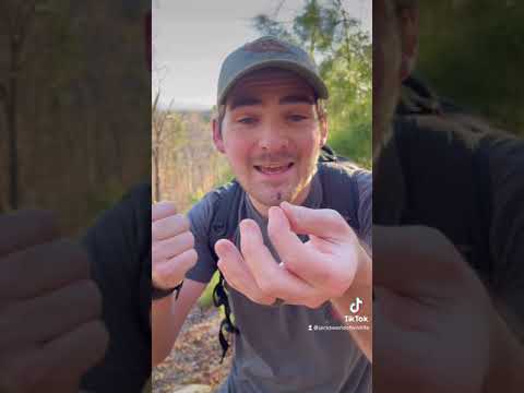 The Daddy Long Legs are HARMLESS?