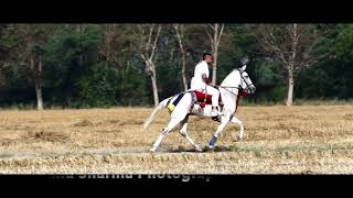 Download lagu Fastest Pacer horse Sindhi Stallion Arjun rider Sunny Salar mp3 Download lagu Fastest Pacer horse Sindhi Stallion Arjun rider Sunny Salar mp3