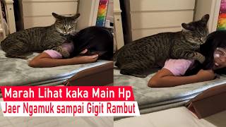 Download lagu making you laugh! Cat Forbids Brother from Playing with His Phone While Angrily Biting His Hair mp3