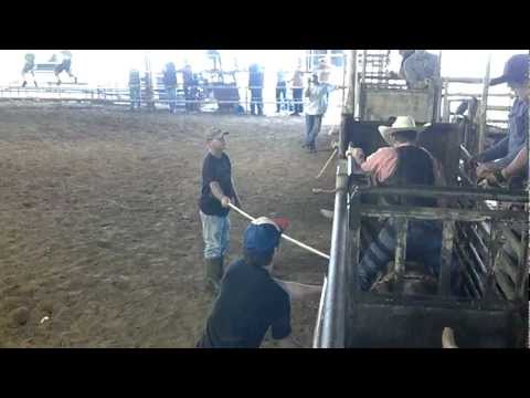 Allen Schmidt on what he calls "red wolf"