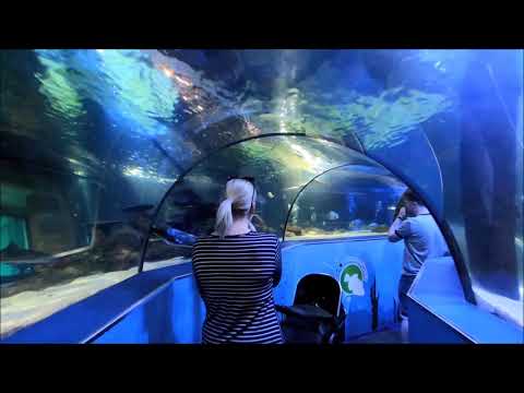 Scarborough Sea Life Sanctuary HD