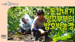 [나는농부다 253회] 동갑내기 잉꼬부부의 밤호박 농장