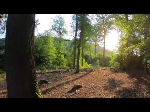 Wieder auf dem Rheinsteig unterwegs