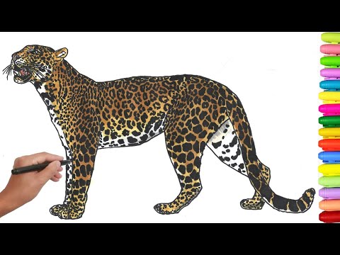 Leopard coloring page - Animal coloring