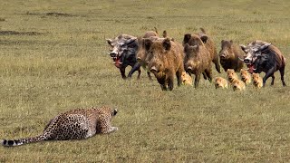 Download lagu 11 Pertarungan PALING G!LA Macan Tutul VS Babi Hutan Terekam Kamera mp3