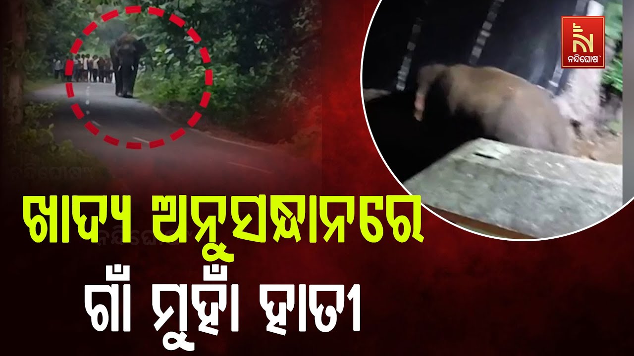 Elephant Attack Alert! | Hungry Wild Elephants Storm Villages After Dark in Dhenkanal's Hindol