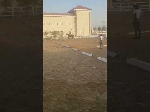 PIBEEE 😲 #horse #horsey #horseenthusiast #equestrian #ilovemyhorse #horsefan #horseriding #fyp