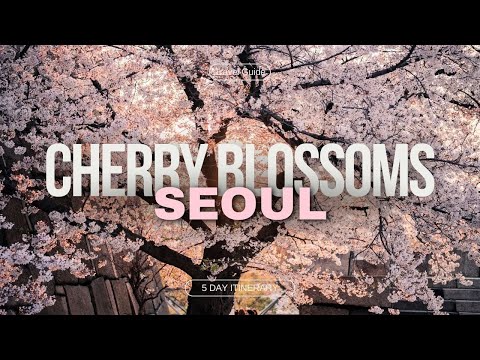 首爾櫻花季 2024 | 韓國旅遊攻略 (Cherry Blossom Season in Seoul 2024 | Korea Travel Tips)