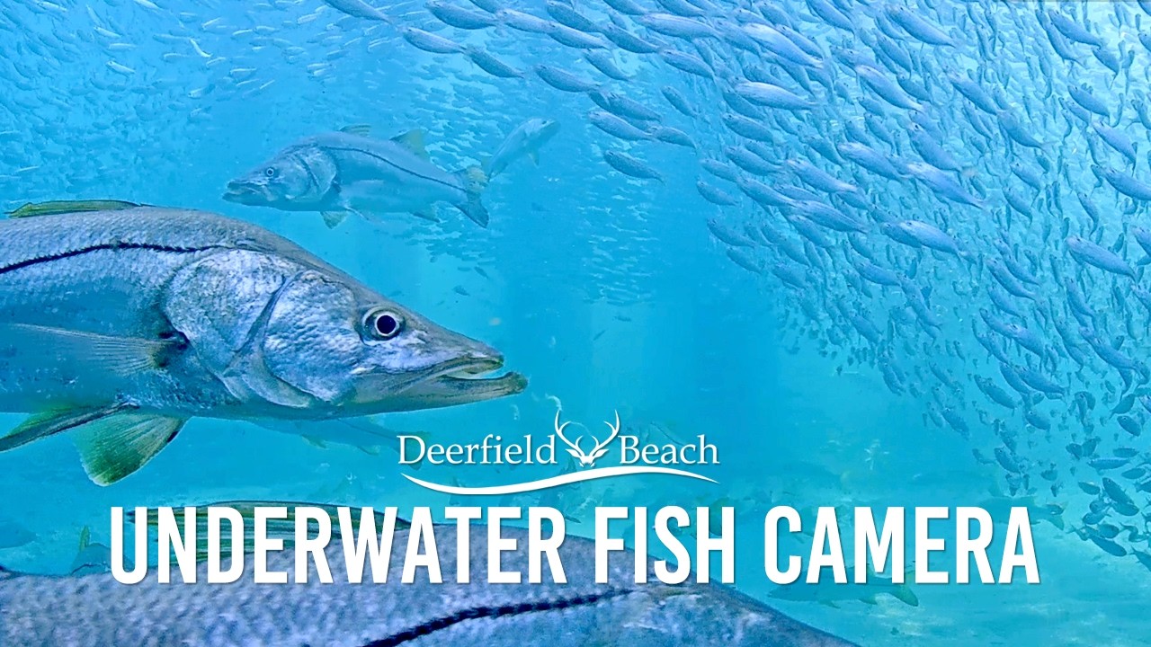 Live webcam view of Deerfield Beach Underwater Atlantic View