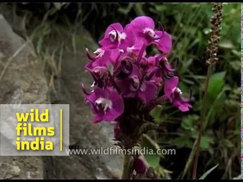 Pedicularis wild flowers in Kashmir's Amarnath valley