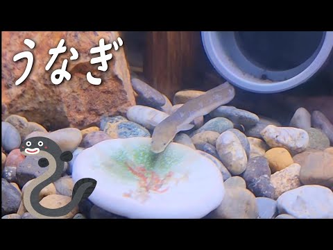 ウナギはどうやって繁殖するの?