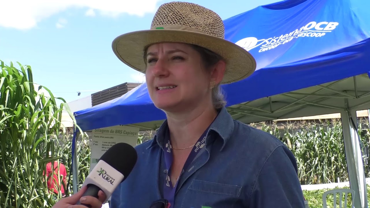 Batata Doce: fácil produção e cultivo de baixo custo