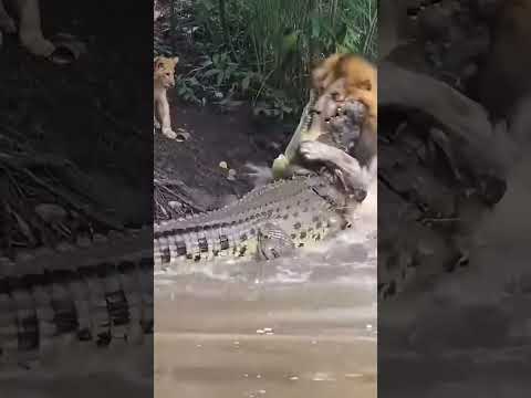 León vs Cocodrilo... una vez que metió una pata en el agua ya sentenció su destino