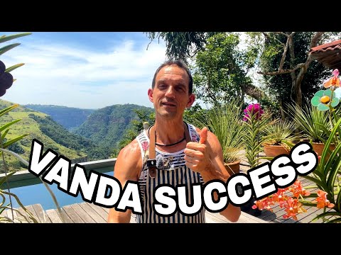 Vanda Orchid Rescue: Before and After Transformations Revealed