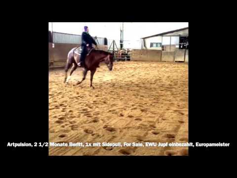 Artpulsion, ApHC Gelding,Zipped On Champagne xLady Be Fine; EWU Jupf eingezahlt, EM Titel,For sale