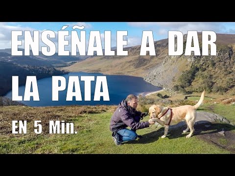 Como ENSEÑAR a mi PERRO a DAR LA PATA en 5 Min.