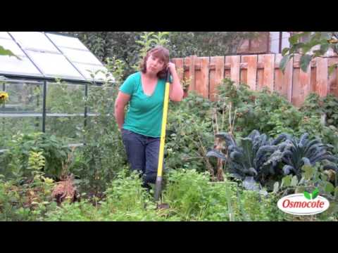 download lagu mp3 mp4 Common Buckwheat, download lagu Common Buckwheat gratis, unduh video klip Common Buckwheat