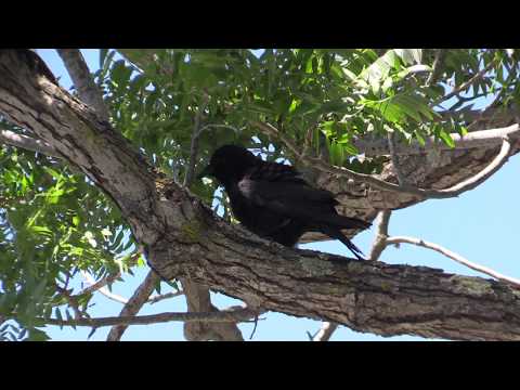 American Crow Rattle Vocalization