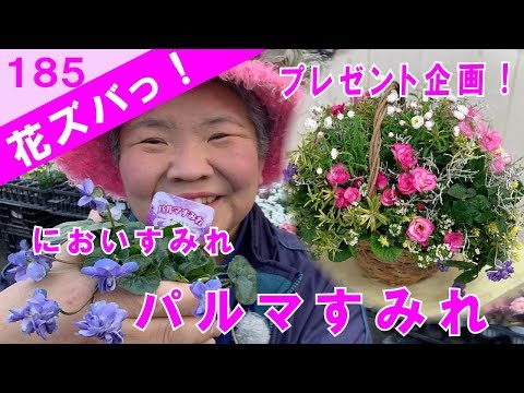 香りのよいスミレ 植物
