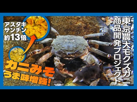 【カニみそうま味増強！】モクズガニ商品開発プロジェクト【企業経営研究室】