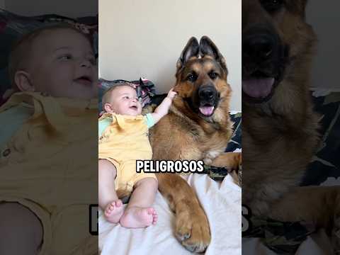 4 dogs that people consider dangerous are actually the best guardians for children.