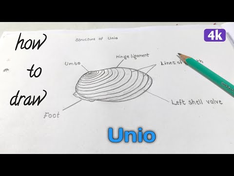 how to draw the diagram of Unio ,#drawing #easydrawing #biology #sciencediagram