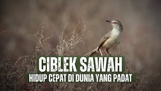 Download lagu Ciblek Sawah: Antara Alam yang Mulai Menyempit mp3