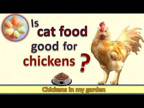 Cat Food for Chickens? Good Protein or Poison?