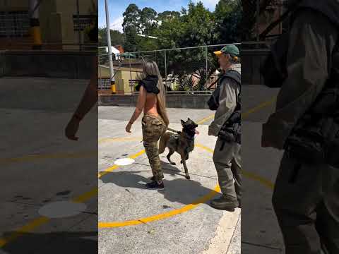 #k9#USA#dogsoftiktok#tactical#dogs#fyp#malions#DogTraining#viral #k9unit#trending#trainingdog #asmr