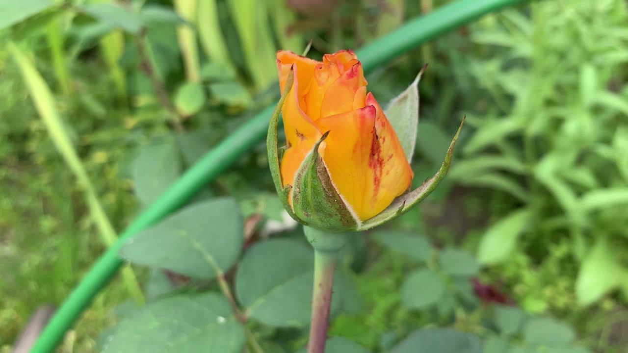 Цветение розы Амбер Куин (Amber Queen)