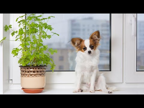 YouTube video about: Are bougainvilleas poisonous to dogs?