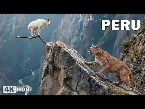 WILD PERU | Adapt or Die in the Andes