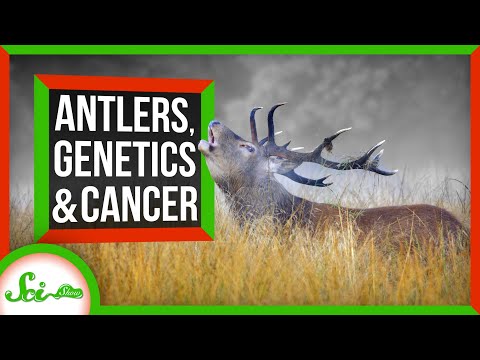 鹿の角。シカのがんと闘う超大国の秘密 (Antlers: The Secret to Deer's Cancer-Fighting Superpowers)
