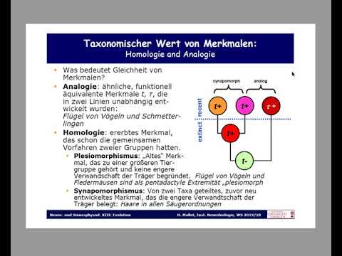 Analogie vs  Homologie