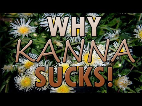 Why Kanna (Sceletium Tortuosum) Sucks - (Why Substances Suck #6)