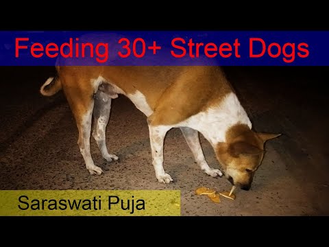 Feeding 30+ Street Dogs || Saraswati Puja || Kolkata