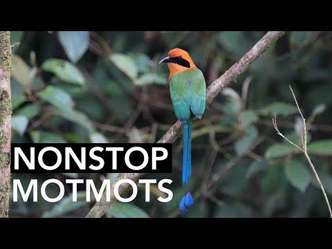 NONSTOP MOTMOTS! Rufous Motmot Compilation from the Panama Fruit Feeder Cam | Cornell Lab