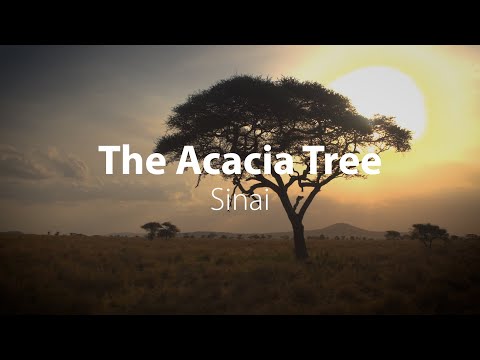 The Acacia Tree | Bible Trek | Egypt Series (Part 1) - Bonus 2