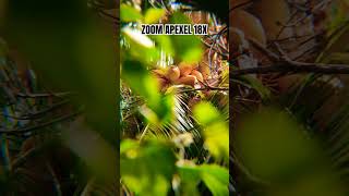 Download lagu APEXEL 18X25 #apexellens mp3