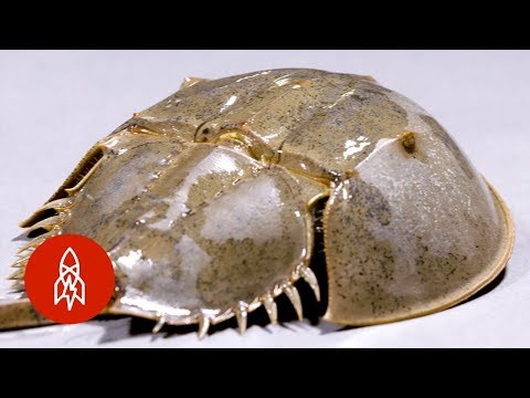 これらのカニは恐竜の前から這っていた (These Crabs Have Been Crawling Before the Dinosaurs)