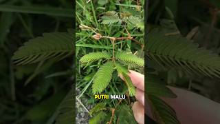 Download lagu Inilah Alasan Putri Malu Menutup Daunnya. #alam #putrimalu mp3 Download lagu Inilah Alasan Putri Malu Menutup Daunnya. #alam #putrimalu mp3