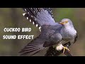 Cuckoo Bird Sound Effect Ringtone