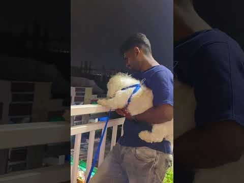 bonding♾️💕🐶#shitzu #petlover