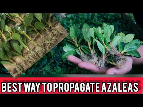 , title : 'How To Propagate Azaleas From Cuttings | full explanation